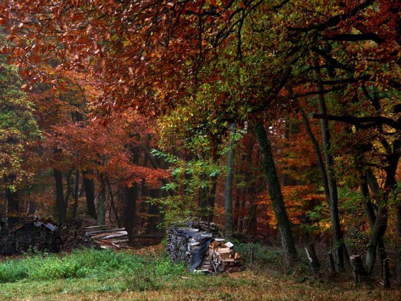 theforestssensibleheat.jpg